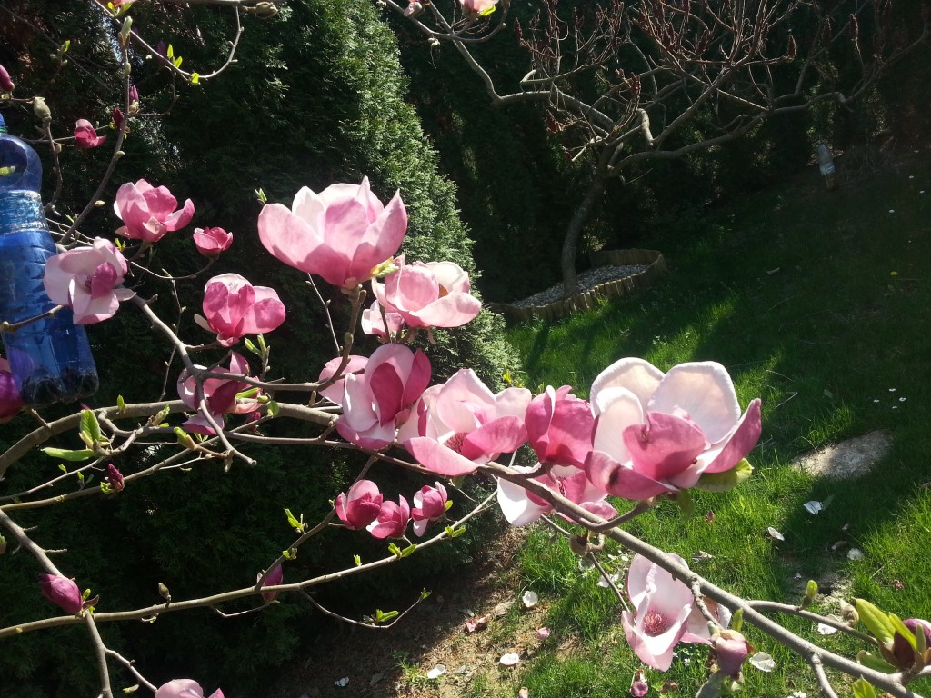 Virágzó magnóia fa - Tavasz - Harkány
