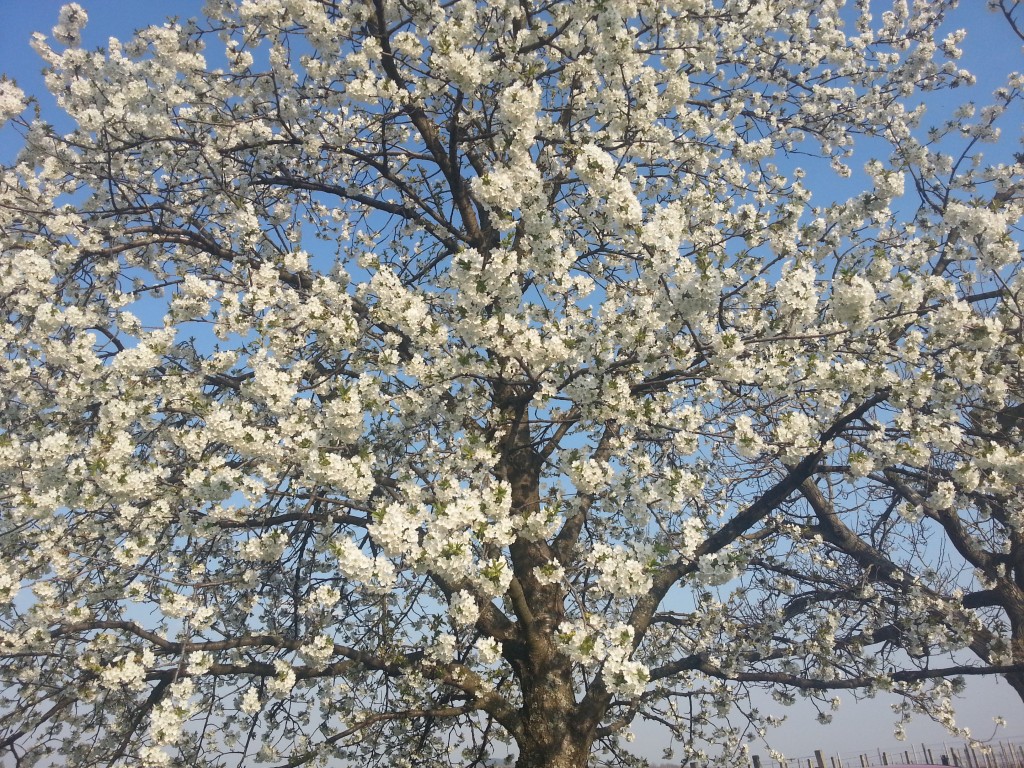 Újpetre cseresznye fa - Róza néni - Tavasz