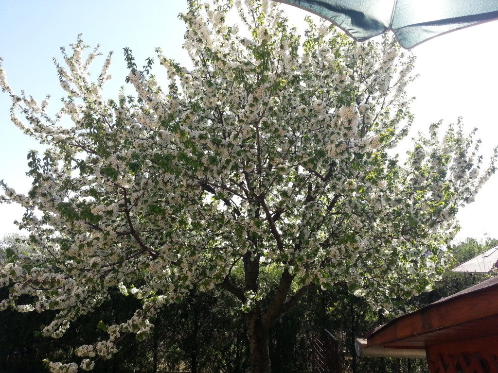 Cseresznyefa a teraszról