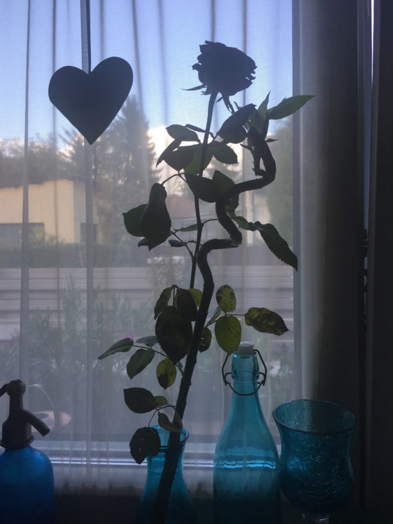 10 napos rózsa